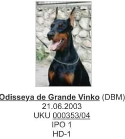 Odisseya De Grande Vinko