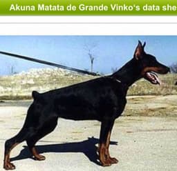 Akuna Matata de grande Vinko