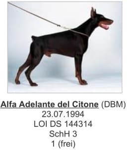 Alfa Adelante Del Citone