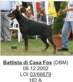 Battista Di Casa Fox