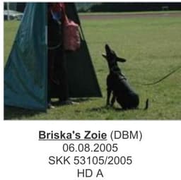 Briska’s Zoie