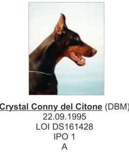 Crystal Conny Del Citone