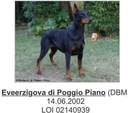 Evaerzigova Di Poggio Piano