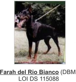 Fara Del Rio Bianco