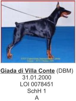 Giada Di Villa Conte