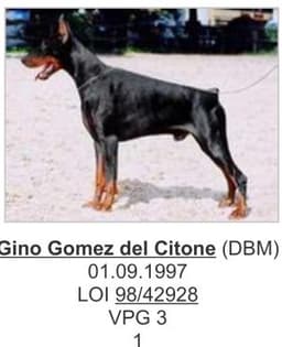 Gino Gomez Del Citone