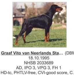 Graaf Vito Neerlands Stam