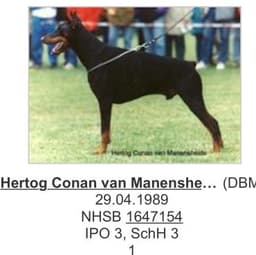 Hertog Conan Van Manensheide