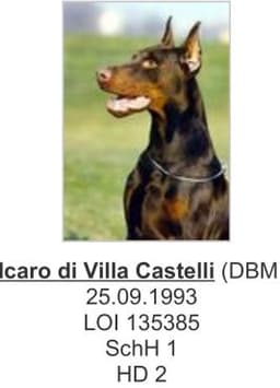 Icaro Di Villa Castelli