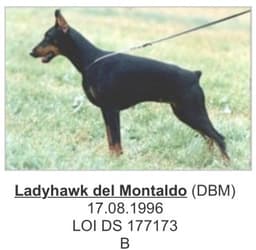 Ladyhawk Del Montaldo