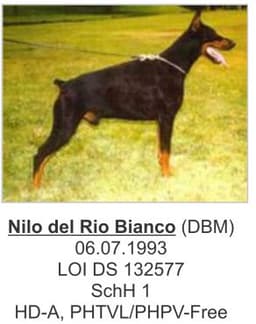 Nilo Del Rio Bianco