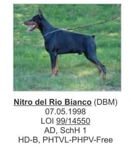 Nitro Del Rio Bianco