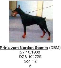 Prinz Vom Norden Stamm