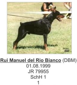 Rui Manuel Del Rio Bianco