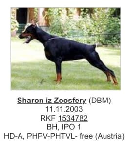 Sharon Iz Zoosfery