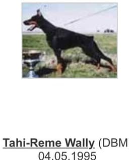 Tahi-Reme Wally