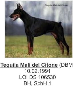 Tequila Mali Del Citone