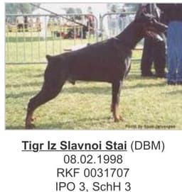 Tigr Iz Slavnoi Stai