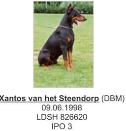 Xantos Van Het Steendorp