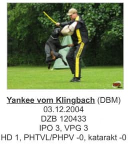 Yankee Vom Klingbach