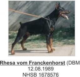 Rhesa Vom Franckenhorst